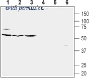 Alomone Labs ACR-015 image 1
