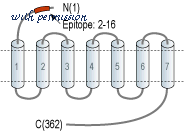 Alomone Labs ACR-037 image 2