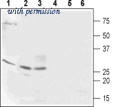 Alomone Labs ACS-003 image 1