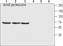 Alomone Labs ACT-001 image 1