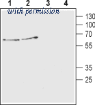 Alomone Labs ACT-003 image 1