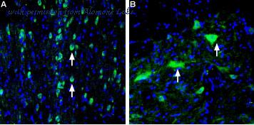 Alomone Labs ACT-003 image 3