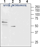 Alomone Labs ACT-011 image 2
