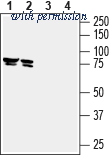 Alomone Labs ACT-013 image 1