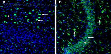 Alomone Labs ACT-013 image 2
