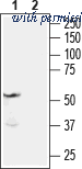 Alomone Labs AER-001 image 1