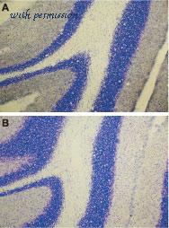 Alomone Labs AER-001 image 3