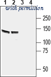 Alomone Labs AER-024 image 1