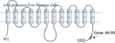 Alomone Labs AER-041 image 3