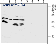 Alomone Labs AFR-001 image 1