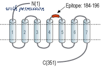 Alomone Labs AFR-002 image 2