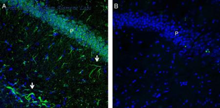 Alomone Labs AFR-032 image 2