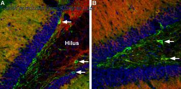 Alomone Labs AGA-001-AG image 1