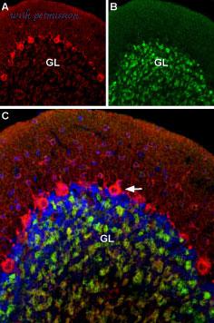 Alomone Labs AGA-001-AG image 2