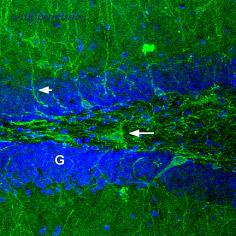 Alomone Labs AGA-001-AG image 3