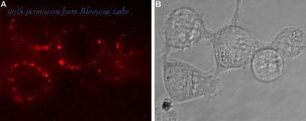 Alomone Labs AGA-020 image 2
