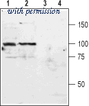 Alomone Labs AGC-012 image 1