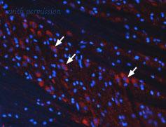 Alomone Labs AGC-012 image 2