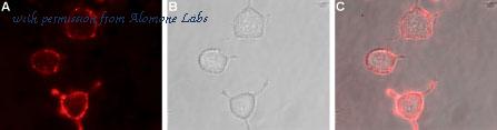 Alomone Labs AGC-012 image 3