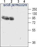 Alomone Labs AGC-019 image 1