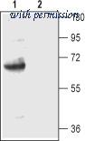 Alomone Labs AGC-022 image 1