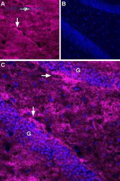 Alomone Labs AGC-022-FR image 1