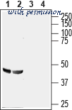 Alomone Labs AGC-022-FR image 2