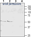 Alomone Labs AGC-024 image 1