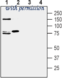 Alomone Labs AGC-025 image 1