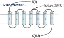 Alomone Labs AGC-025 image 2