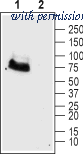 Alomone Labs AGC-026 image 1