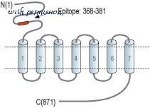 Alomone Labs AGC-026 image 2