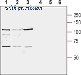 Alomone Labs AGC-028 image 1