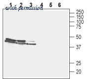 Alomone Labs AGC-036 image 1