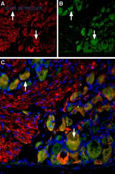 Alomone Labs AGC-036-AR image 1