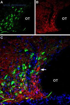 Alomone Labs AGC-036-AR image 3