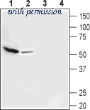 Alomone Labs AGC-037 image 1