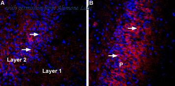 Alomone Labs AGC-037 image 2