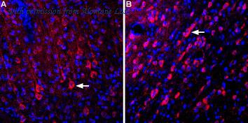Alomone Labs AGC-038 image 2