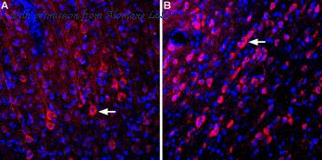 Alomone Labs AGC-038 image 3