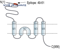 Alomone Labs AGC-041 image 3
