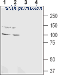 Alomone Labs AGC-042 image 1