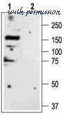 Alomone Labs AGR-003 image 2
