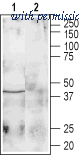 Alomone Labs AGR-011 image 1
