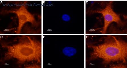 Alomone Labs AGR-011 image 3