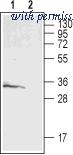 Alomone Labs AGR-013 image 1