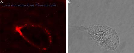 Alomone Labs AGR-015 image 2