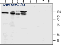 Alomone Labs AGR-021 image 1