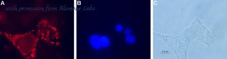 Alomone Labs AGR-021 image 3