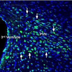 Alomone Labs AGR-024 image 2